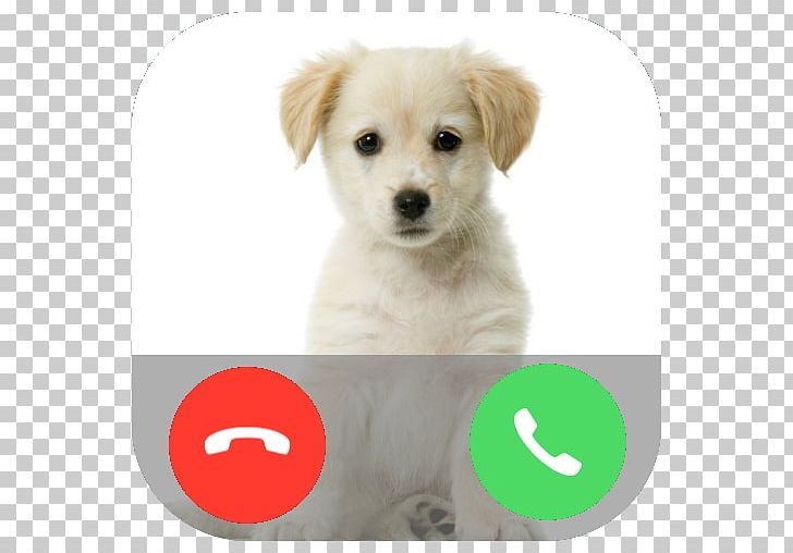 Puppy Labrador Retriever Pet Kitten Cuteness PNG, Clipart, Carnivoran, Cat, Companion Dog, Cuteness, Dog Free PNG Download