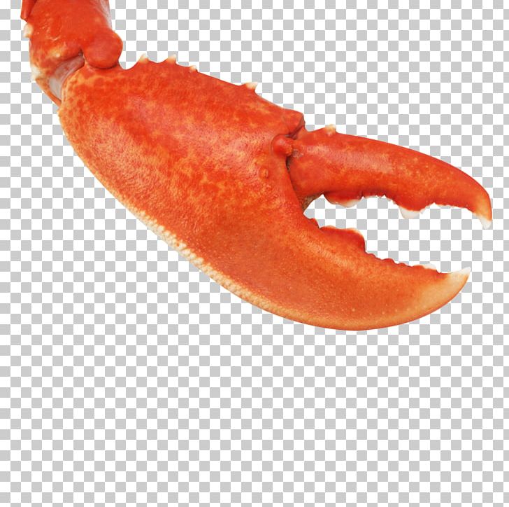 Homarus Gammarus American Lobster Dungeness Crab PNG, Clipart, American, Animals, Animal Source Foods, Boston Lobster, Boston Terrier Free PNG Download