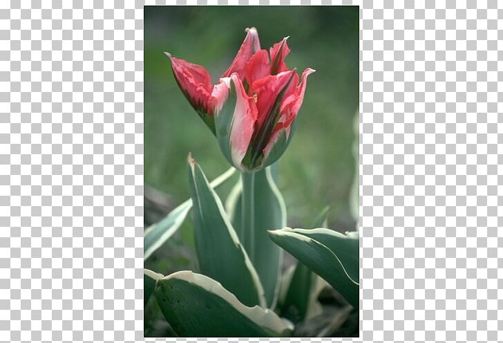 Tulip Petal Plant Stem PNG, Clipart, Blooming Onion, Bud, Flower, Flowering Plant, Flowers Free PNG Download