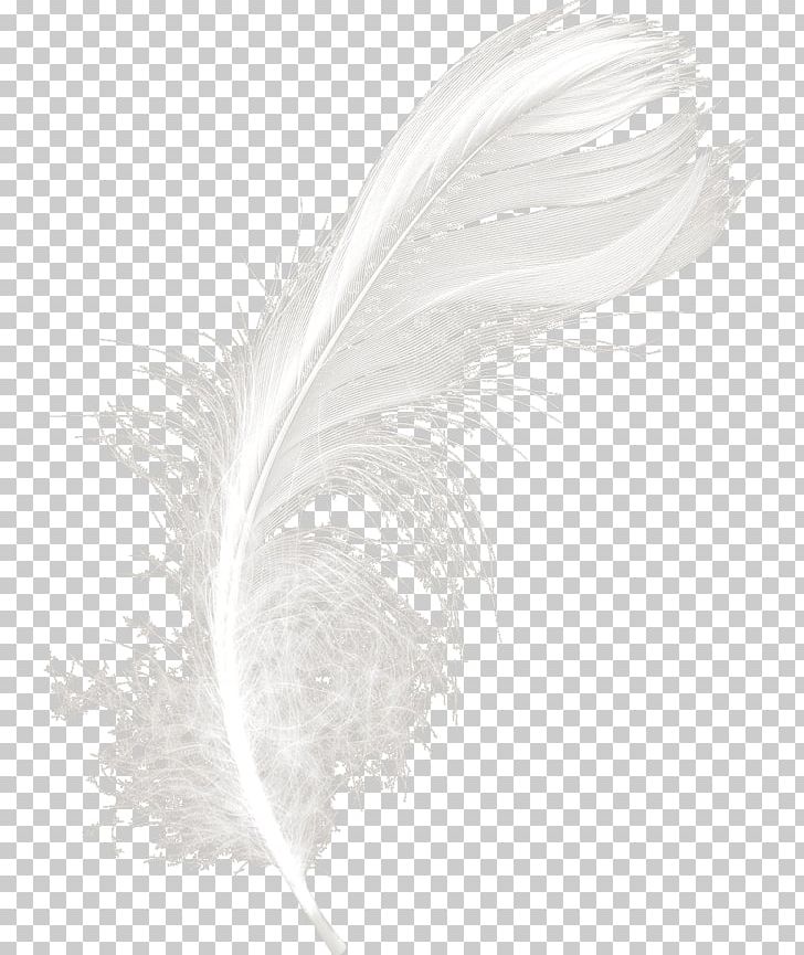 White Feather Black PNG, Clipart, Animals, Background White, Beautiful, Beautiful Feathers, Black Free PNG Download