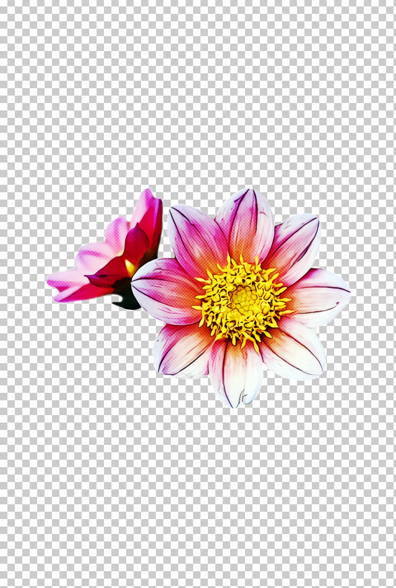 Floral Design PNG, Clipart, Chrysanthemum, Cut Flowers, Dahlia, Floral Design, Flower Free PNG Download