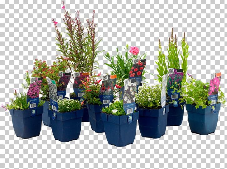 Aralia Garden Center Voorne-Putten Floral Design Flowerpot Houseplant PNG, Clipart, Artificial Flower, Cut Flowers, Evergreen, Floral Design, Floristry Free PNG Download