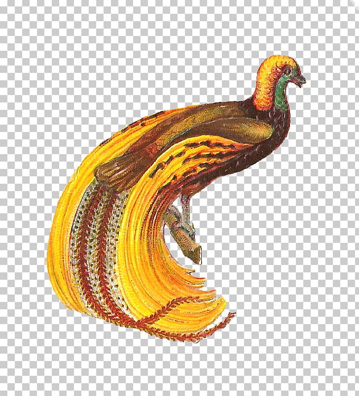 Bird Feather PNG, Clipart, Art, Beak, Bird, Bird Graphic, Blog Free PNG Download