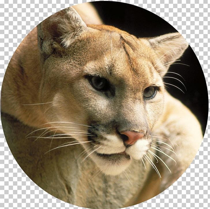 Cougar Lion Big Cat Panther PNG, Clipart, Animal, Animal Euthanasia, Animals, Big Cat, Big Cats Free PNG Download