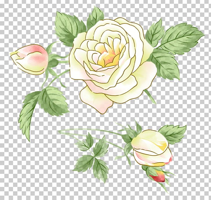 Garden Roses Flower PNG, Clipart, Branch, Centifolia Roses, Cut Flowers, Drawing, Flora Free PNG Download