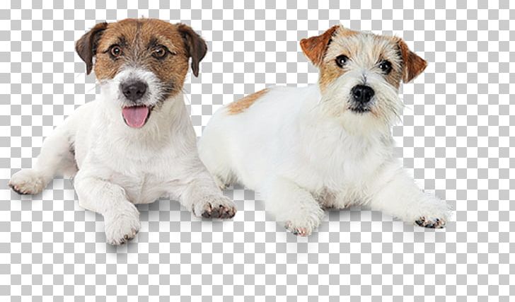 Jack Russell Terrier Wire Hair Fox Terrier Dog Breed Puppy PNG, Clipart, Carnivoran, Coat, Companion Dog, Dog, Dog Breed Free PNG Download