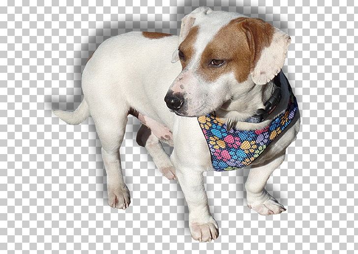 Dog Breed Jack Russell Terrier Companion Dog PNG, Clipart, Beagle Dog, Breed, Carnivoran, Companion Dog, Dog Free PNG Download