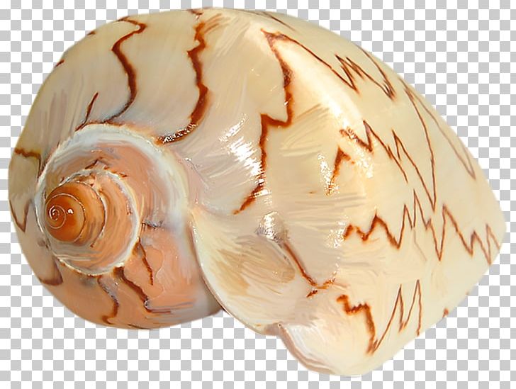 Seashell Sea Snail PNG, Clipart, Beach, Beach Elements, Clam, Clams Oysters Mussels And Scallops, Conchology Free PNG Download
