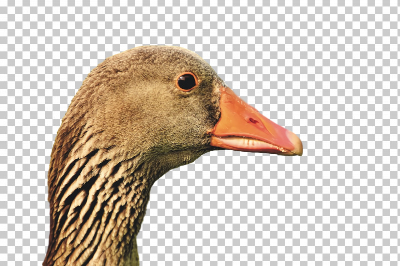 Duck Goose Birds Beak Water Bird PNG, Clipart, Beak, Biology, Birds, Closeup, Duck Free PNG Download