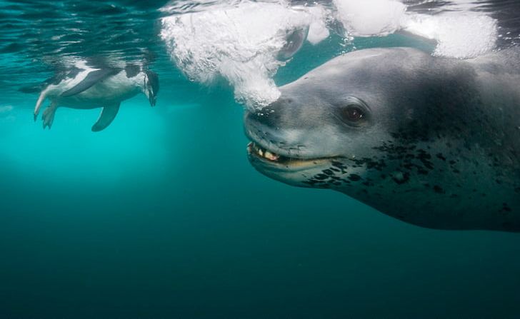 Antarctica Leopard Seal Penguin Photographer PNG, Clipart, Animal, Animals, Antarctica, Apex Predator, Fauna Free PNG Download
