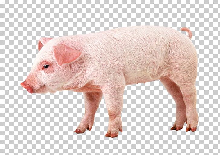 Berkshire Pig PNG, Clipart, Animal, Animals, Berkshire Pig, Chong, Computer Free PNG Download