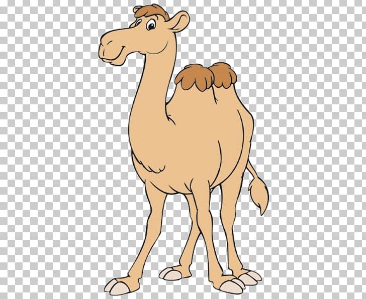 Camel PNG, Clipart, Animation, Arabian Camel, Camel, Camel Cliparts, Camel Like Mammal Free PNG Download