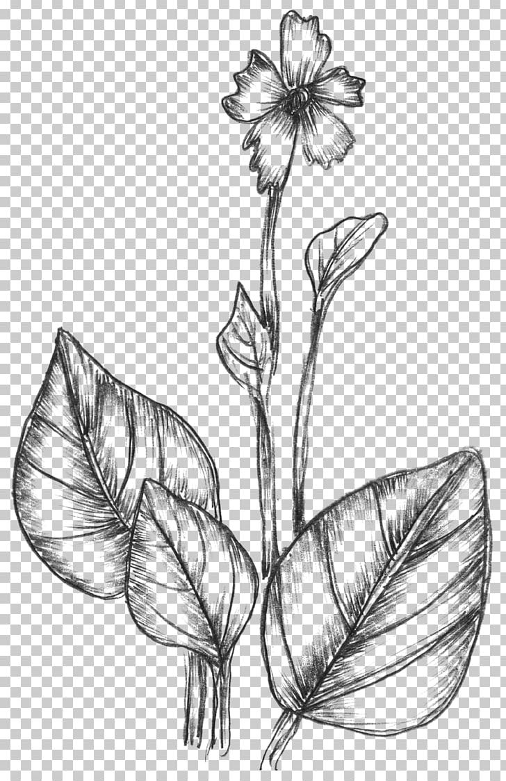 Drawing Nature Graphics PNG, Clipart, Adobe Freehand, Artwork, Black And White, Botanical Illustration, Botany Free PNG Download