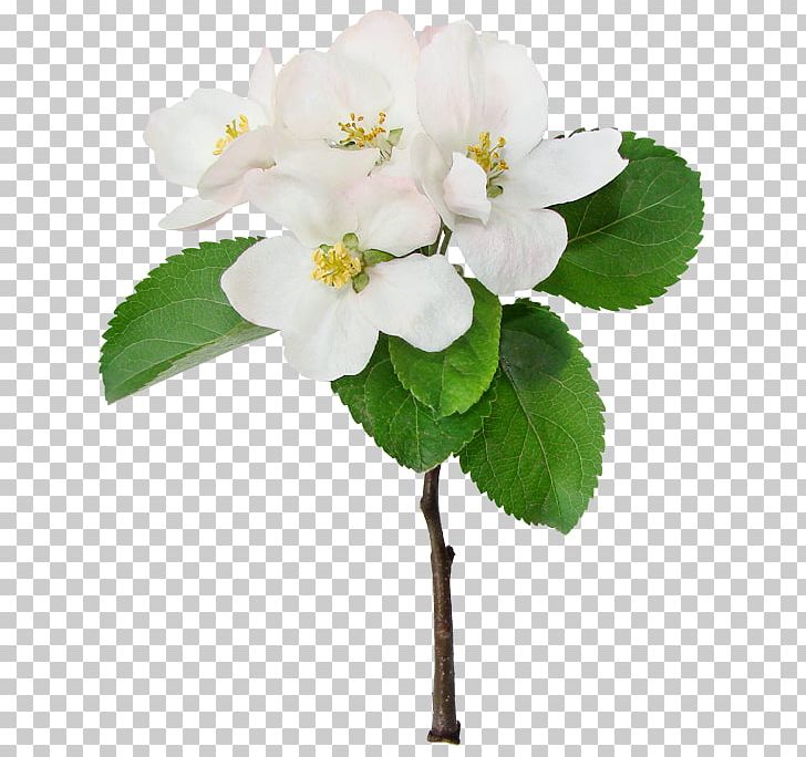 Apples Cerasus Flower Cherry Blossom PNG, Clipart, Apple, Apples, Blossom, Branch, Cerasus Free PNG Download