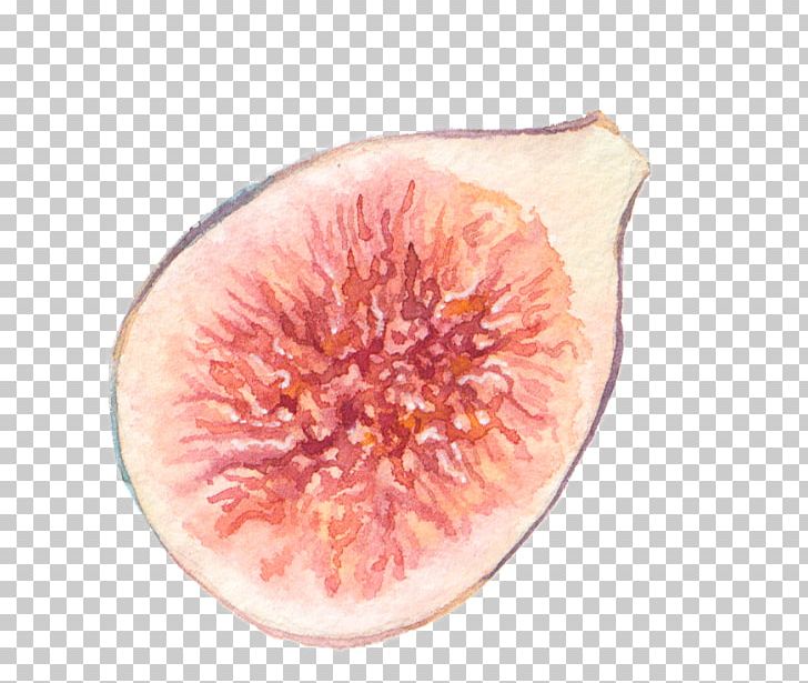 Close-up Peach PNG, Clipart, Closeup, Fruit, Hand, Hand Painted, Others Free PNG Download