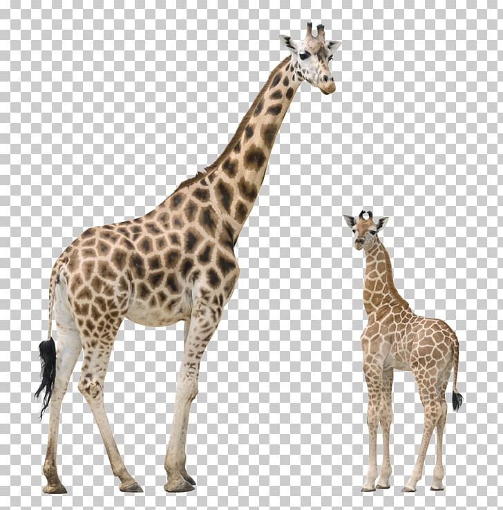 Giraffe PNG, Clipart, Giraffe Free PNG Download