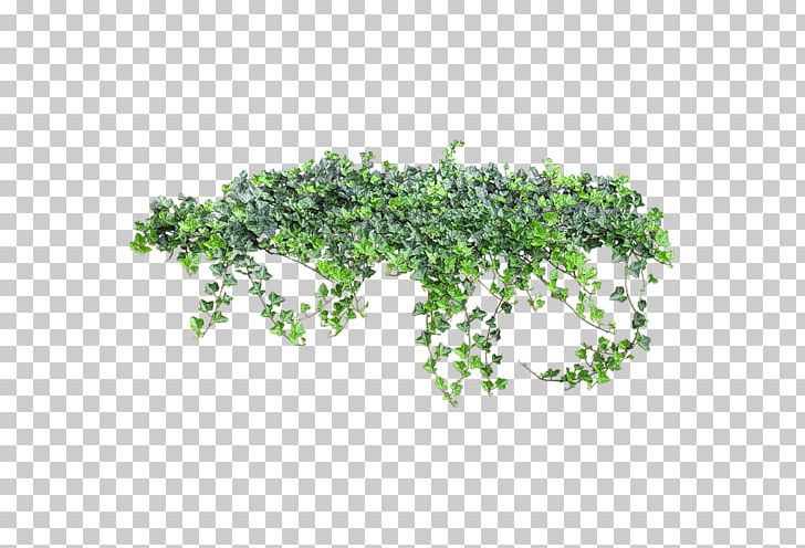 Ivy PNG, Clipart, Download, Encapsulated Postscript, Grass, Green, Herb Free PNG Download