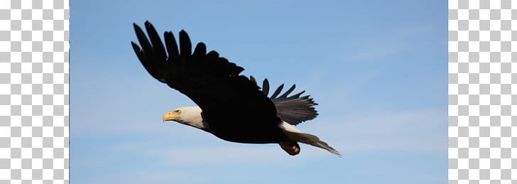 Bald Eagle Hawk Buzzard Vulture PNG, Clipart, Accipitriformes, Bald Eagle, Beak, Bird, Bird Of Prey Free PNG Download