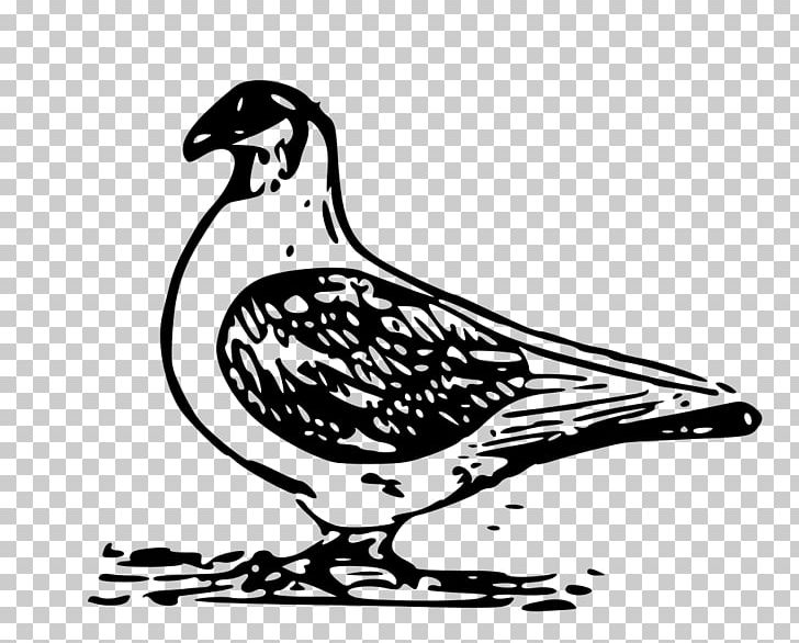 Domestic Pigeon Columbidae Computer Icons PNG, Clipart, Art, Artwork, Beak, Bird, Black And White Free PNG Download