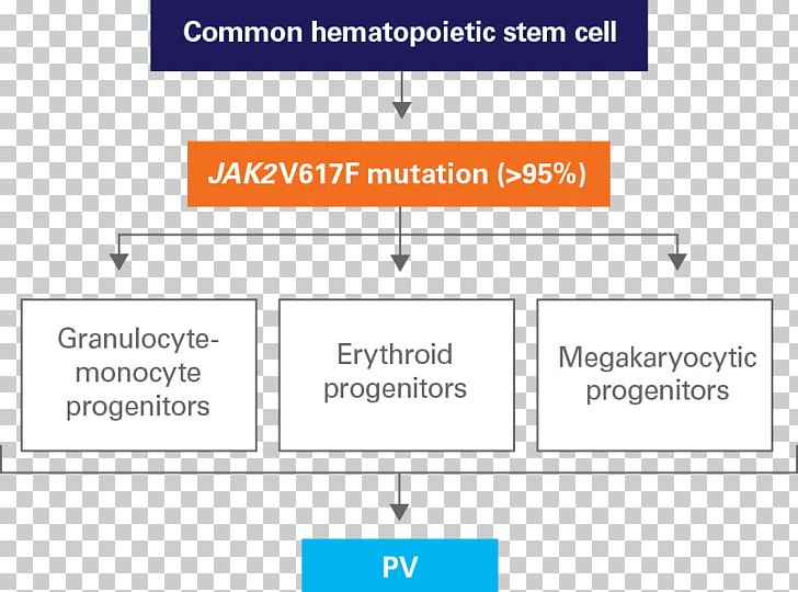 Polycythemia Vera Janus Kinase 2 Pathophysiology Myeloproliferative Neoplasm PNG, Clipart, Angle, Area, Brand, Diagram, Disease Free PNG Download