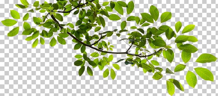 Tree Branch PNG, Clipart, Branch, Clip Art, Download, Encapsulated Postscript, Herb Free PNG Download
