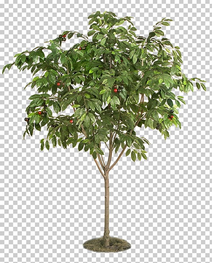 Berry Fruit Tree Plant Cherry PNG, Clipart, Berry, Berry Fruit, Branch, Cherry, Christmas Tree Free PNG Download