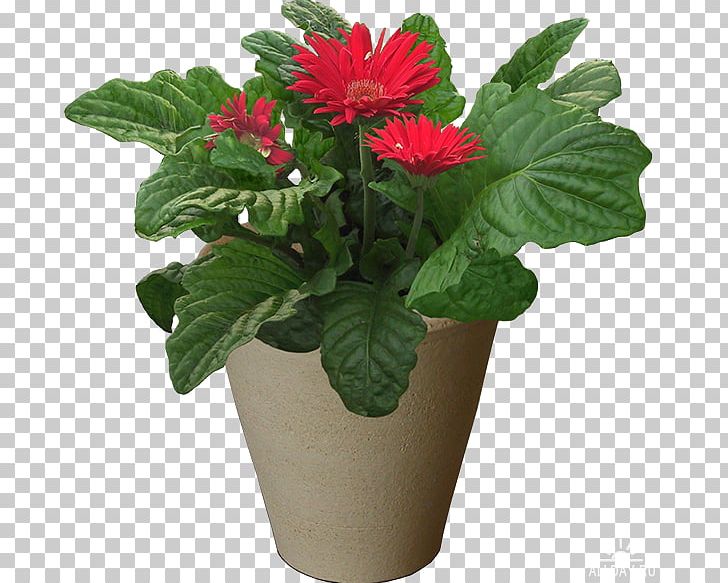 Grow Light Flowerpot Houseplant Cut Flowers PNG, Clipart, Annual Plant, Chrysanthemum, Cut Flowers, Flower, Flowering Plant Free PNG Download