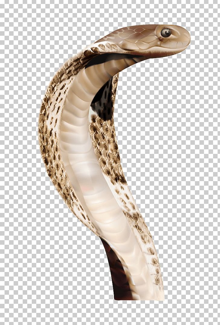 Indian Cobra Snake Animal PNG, Clipart, Animals, Cobra, Computer Icons, Display Resolution, Ecologistas Free PNG Download