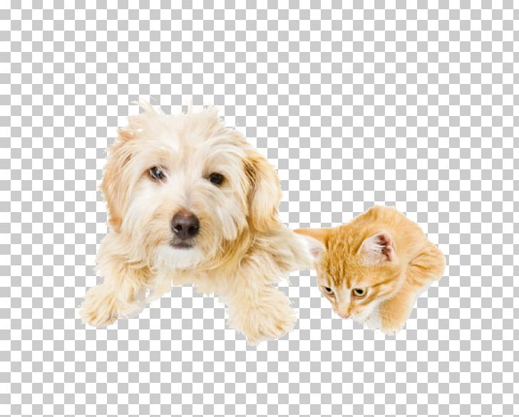 Cat Beagle Pet Sitting Veterinarian PNG, Clipart, Animals, Banner, Beagle, Carnivoran, Cat Free PNG Download