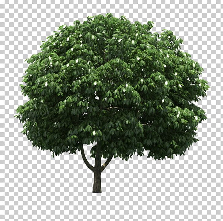 LOFTER Tree PNG, Clipart, Antique, Branch, Copying, Decoration, Editing Free PNG Download