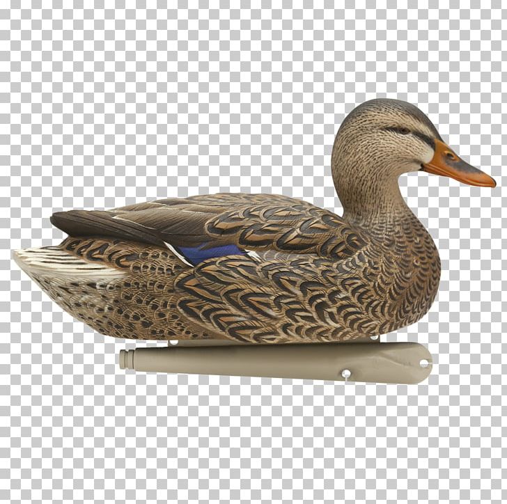 Mallard Duck Decoy Goose PNG, Clipart, Animals, Avian, Beak, Bird, Decoy Free PNG Download