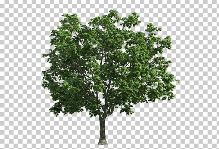 Norway Maple Photography Tree Png Clipart Acer Campestre Agac Agac Resimleri Branch Download Free Png Download