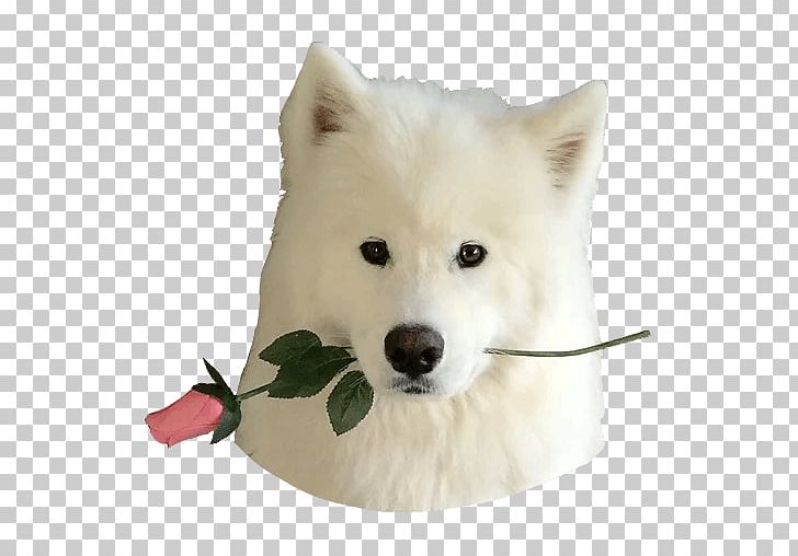 Samoyed Dog Dog Breed American Eskimo Dog Canadian Eskimo Dog Japanese Spitz PNG, Clipart, American Eskimo Dog, Animal, Animals, Carnivoran, Companion Dog Free PNG Download