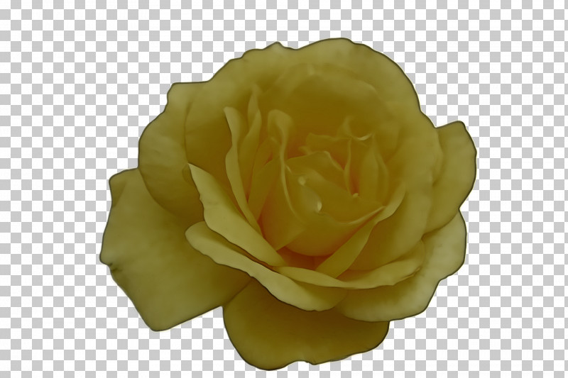 Garden Roses PNG, Clipart, Cabbage Rose, Garden, Garden Roses, Petal, Rose Free PNG Download