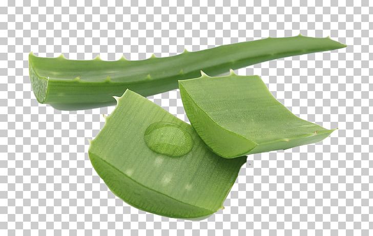 Aloe Vera PNG, Clipart, Aloe, Aloe Vera, Aloe Vera Pulp 12 0 1, Aloe Vera The Miracle Plant, Banana Leaf Free PNG Download