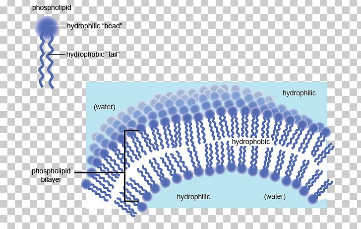 Hydrophile Hydrophobe Cell Membrane Phospholipid Biological Membrane PNG, Clipart, Amino Acid, Amphiphile, Angle, Biological Membrane, Biology Free PNG Download