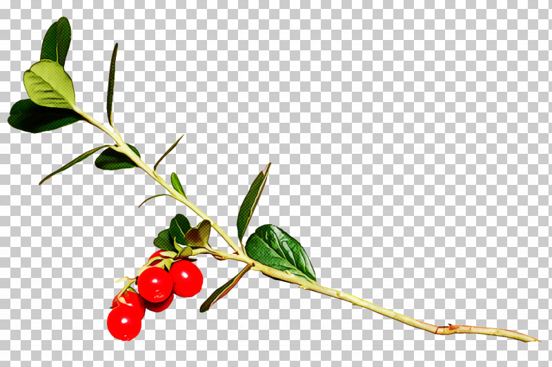 Christmas Holly Ilex Holly PNG, Clipart, Acerola, Acerola Family, Arctostaphylos, Arctostaphylos Uvaursi, Berry Free PNG Download