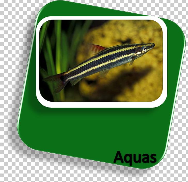 Anostomus Anostomus Fishkeeping Neon Tetra Red-tailed Black Shark PNG, Clipart, Animals, Anostomus Anostomus, Aquarium, Cardume, Epalzeorhynchos Free PNG Download