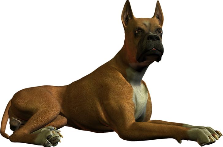 Boxer PNG, Clipart, Animal, Animals, Bmp File Format, Boxer, Brindle Free PNG Download