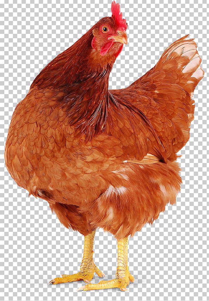 Chicken Meat Hen Poule Pondeuse Rooster PNG, Clipart, Animals, Aviculture, Beak, Bird, Chicken Free PNG Download