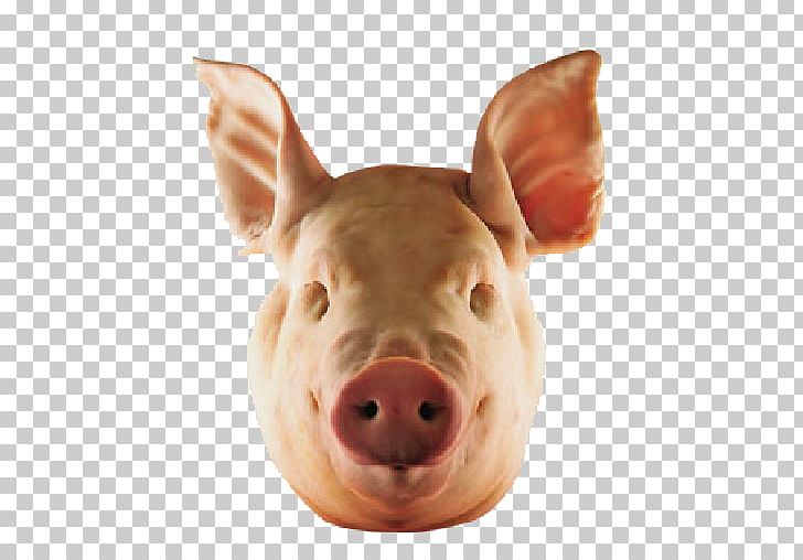 Pig's Trotters Terrine Head Cheese Portuguese Cuisine PNG, Clipart, Head Cheese, Portuguese Cuisine, Terrine Free PNG Download
