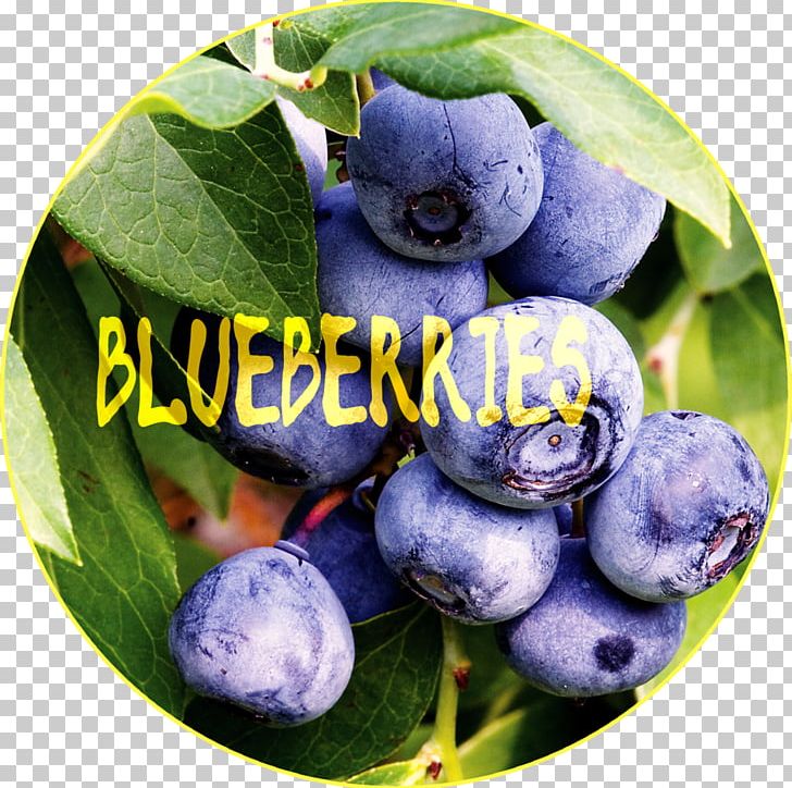 Blueberry Vaccinium Corymbosum Fruit Shrub PNG, Clipart, Aristotelia Chilensis, Berry, Bilberry, Blueberries, Blueberry Free PNG Download