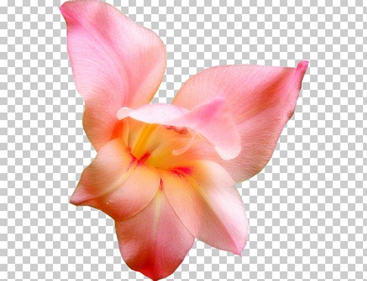 Cut Flowers Gladiolus Woman Poetry PNG, Clipart, 2016, Ayraclar, Cicek, Cicek Resimleri, Cut Flowers Free PNG Download