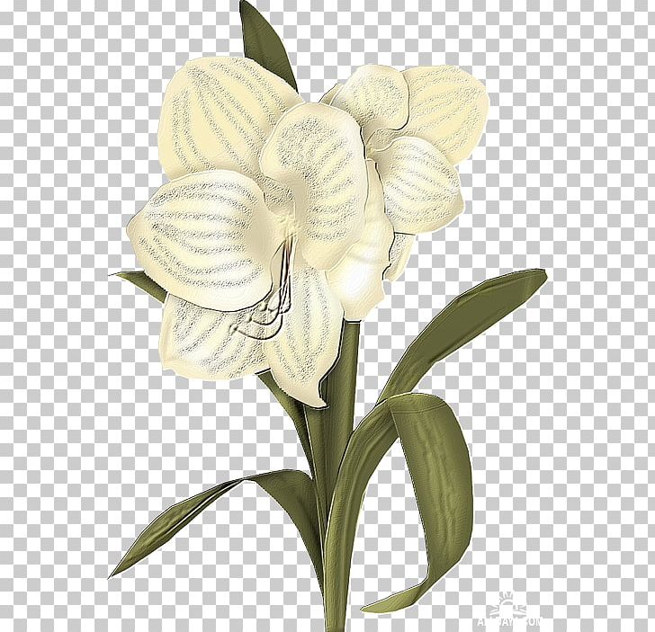 Flower White PNG, Clipart, Cloud, Cut Flowers, Desktop Wallpaper, Digital Image, Floral Design Free PNG Download