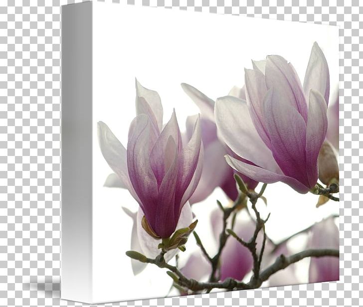 Flowering Plant Magnoliaceae Lilac PNG, Clipart, Blossom, Branch, Crocus, Family, Flower Free PNG Download