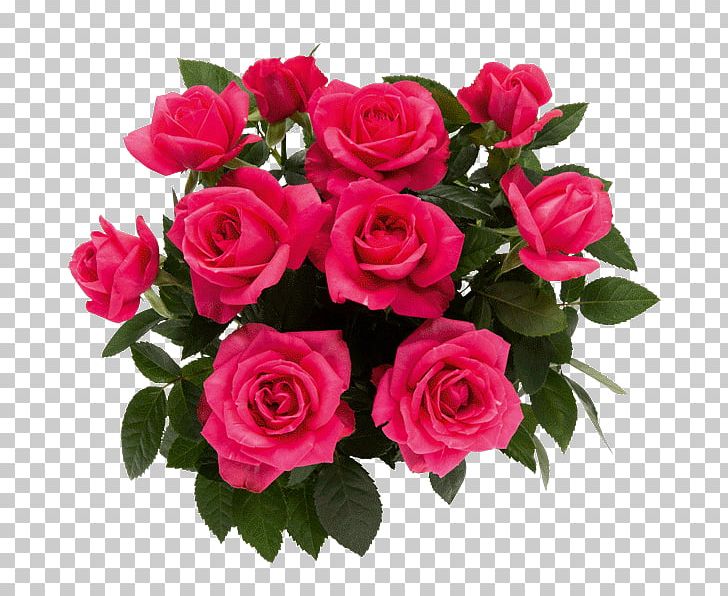 Garden Roses <a Href="/cdn-cgi/l/email-protection" Class="__cf_email__" Data-cfemail="046f716f6f65696d65446369656d682a676b69">[email&#160;protected]</a> Cut Flowers Floral Design PNG, Clipart, Artificial Flower, Blomsterbutikk, Cabbage Rose, Cut Flowers, Floral Design Free PNG Download
