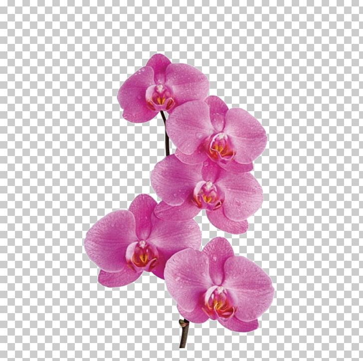 Moth Orchids Flower PNG, Clipart, Clip Art, Cut Flowers, Family, Flower, Flowering Plant Free PNG Download