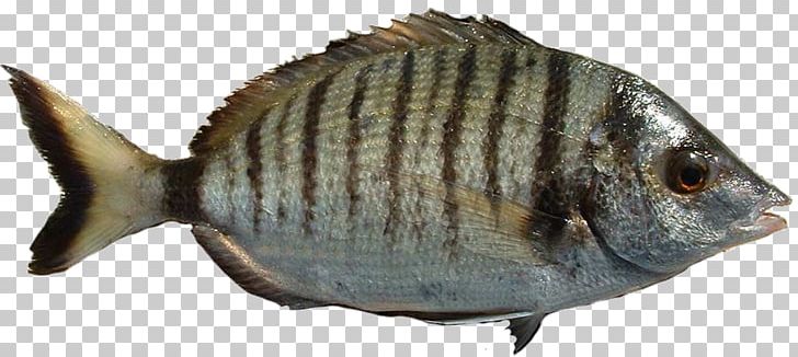 Sheephead Bream Annular Seabream Sargo Tilapia Saddled Seabream PNG, Clipart, Animal Figure, Animal Source Foods, Annular, Black Seabream, Bream Free PNG Download
