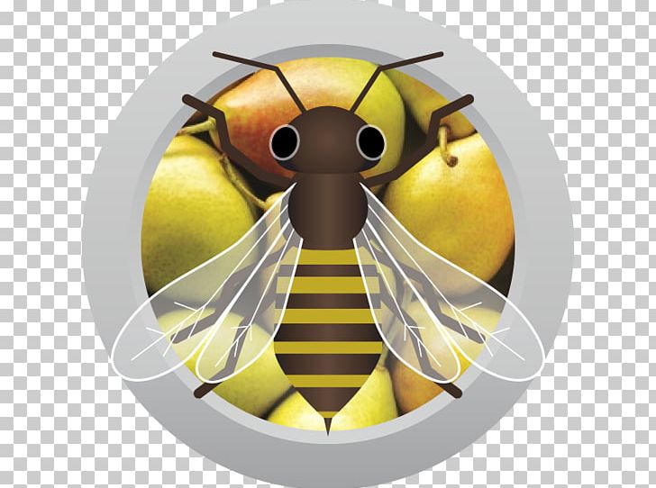 Sweet Mead Traditional Mead Wine Honey Bee PNG, Clipart, Ahs, Arthropod, Austin Homebrew Supply, Bee, Food Drinks Free PNG Download