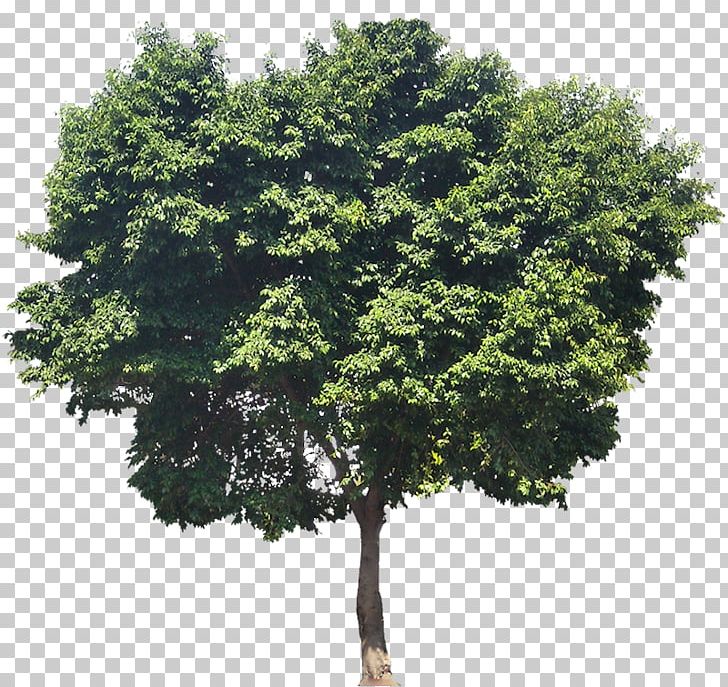 Weeping Fig Ficus Rubiginosa Common Fig Tree Plant PNG, Clipart, Branch, Common Fig, Evergreen, Ficus Annulata, Ficus Rubiginosa Free PNG Download